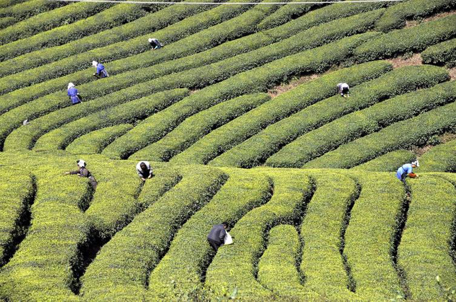 源产地茶叶